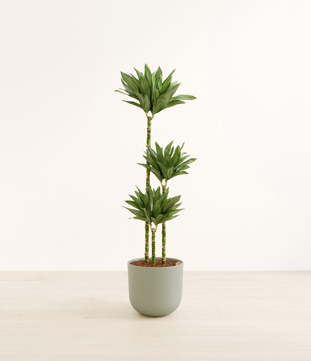 Sage Green*****Profile