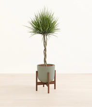 Load image into Gallery viewer, Sage Green stand:walnut
