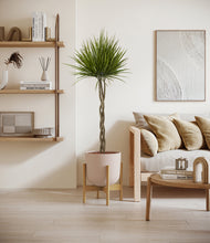 Load image into Gallery viewer, Sandy Pink stand:bamboo
