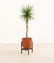 Load image into Gallery viewer, Earth Red stand:walnut
