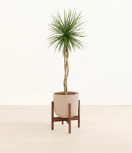 Load image into Gallery viewer, Sandy Pink stand:walnut
