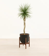 Load image into Gallery viewer, Stone Black stand:walnut
