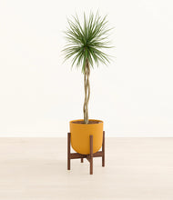 Load image into Gallery viewer, Sunset Orange stand:walnut
