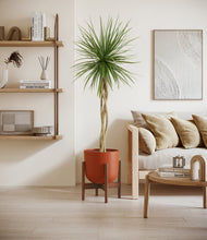 Load image into Gallery viewer, Earth Red stand:walnut
