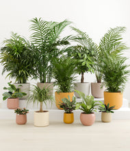 Load image into Gallery viewer, Evening Sky*****Profile
