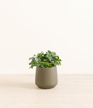 Load image into Gallery viewer, Olive*****Profile
