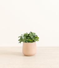 Load image into Gallery viewer, Gentle Pink*****Profile
