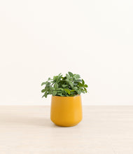 Load image into Gallery viewer, Mustard*****Profile
