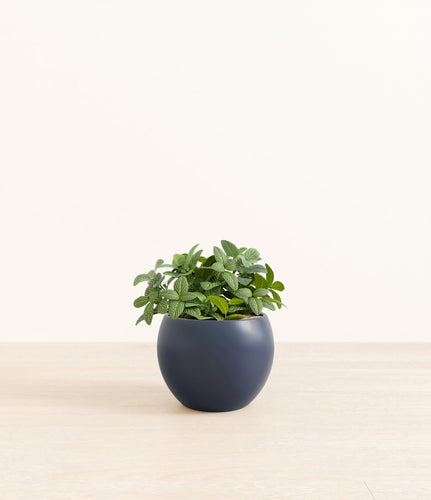 Deep Navy*****Profile