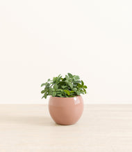 Load image into Gallery viewer, Calm Rose*****Profile
