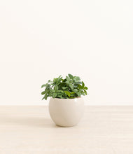 Load image into Gallery viewer, Shiny EggWhite*****Profile
