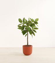 Load image into Gallery viewer, Earth Red*****Profile
