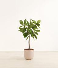 Load image into Gallery viewer, Sandy Pink*****Profile
