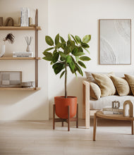 Load image into Gallery viewer, Earth Red stand:walnut
