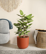 Load image into Gallery viewer, -
