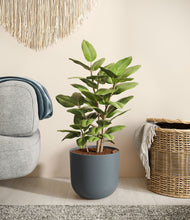 Load image into Gallery viewer, -
