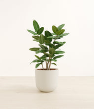 Load image into Gallery viewer, Natural Bamboo*****Profile
