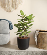 Load image into Gallery viewer, -
