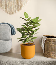 Load image into Gallery viewer, -
