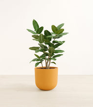 Load image into Gallery viewer, Sunset Orange*****Profile
