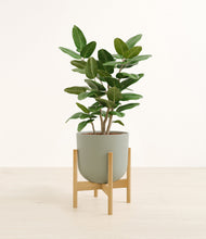 Load image into Gallery viewer, Sage Green stand:bamboo
