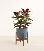 Load image into Gallery viewer, Iron Gray stand:walnut
