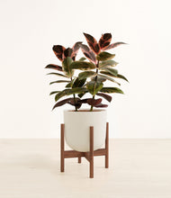 Load image into Gallery viewer, Natural Bamboo stand:walnut
