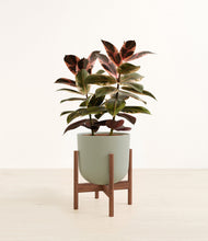 Load image into Gallery viewer, Sage Green stand:walnut
