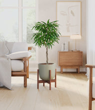 Load image into Gallery viewer, Sage Green stand:walnut
