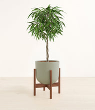 Load image into Gallery viewer, Sage Green stand:walnut
