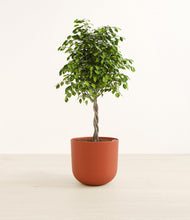 Load image into Gallery viewer, Earth Red
