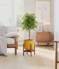 Load image into Gallery viewer, Sunset Orange stand:walnut
