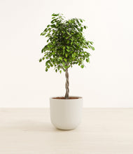 Load image into Gallery viewer, Natural Bamboo
