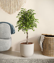 Load image into Gallery viewer, Natural Bamboo
