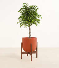 Load image into Gallery viewer, Earth Red stand:walnut
