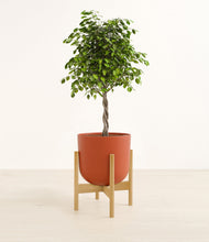 Load image into Gallery viewer, Earth Red stand:bamboo
