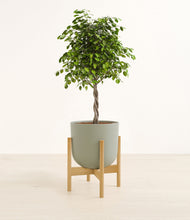 Load image into Gallery viewer, Sage Green stand:bamboo
