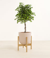 Load image into Gallery viewer, Sandy Pink stand:bamboo
