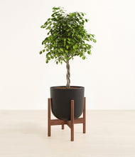 Load image into Gallery viewer, Stone Black stand:walnut
