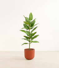 Load image into Gallery viewer, Earth Red*****Profile
