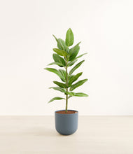 Load image into Gallery viewer, Iron Gray*****Profile
