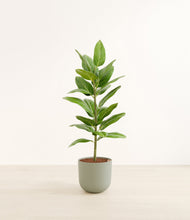 Load image into Gallery viewer, Sage Green*****Profile
