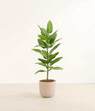 Load image into Gallery viewer, Sandy Pink*****Profile
