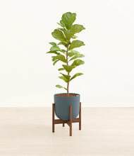 Load image into Gallery viewer, Iron Gray stand:walnut
