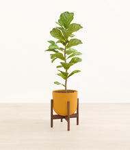 Load image into Gallery viewer, Sunset Orange stand:walnut
