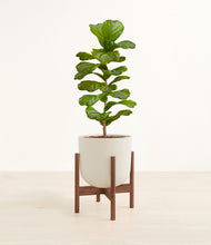 Load image into Gallery viewer, Natural Bamboo stand:walnut
