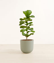 Load image into Gallery viewer, Sage Green*****Profile
