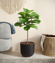 Load image into Gallery viewer, Stone Black
