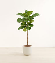 Load image into Gallery viewer, Natural Bamboo
