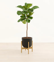 Load image into Gallery viewer, Stone Black stand:bamboo
